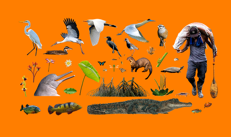 Biodiversidade brasileira e comunidades que ajudam a protegê-la