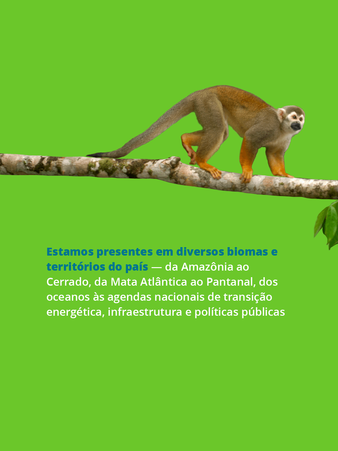Card institucional do WWF-Brasil 4