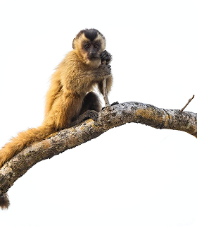 Macaco sobre o galho de uma árvore
